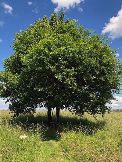 Photo Of Oak Tree