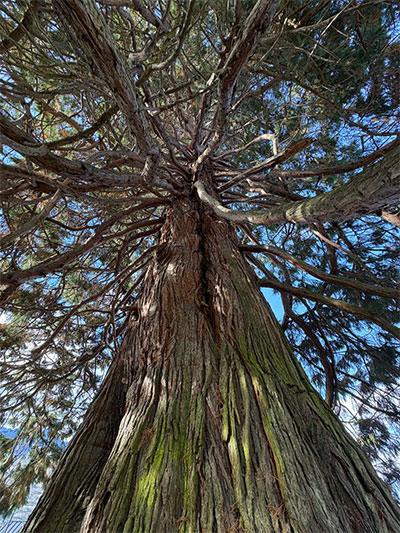 Photo Of Old Oak Tree
