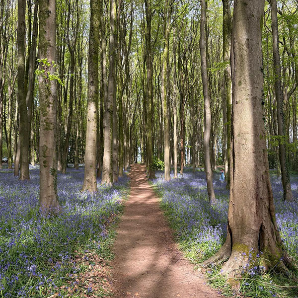 Photo Of Woodland Path Surrounded By Bluebells